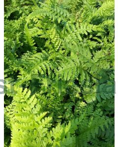 Polystichum setiferum P9 / 24 per kist