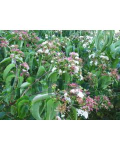 Heptacodium miconioides 125-150 cm C20