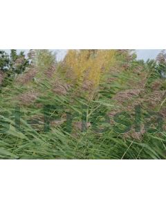 Phragmites australis P9 / 24 per kist