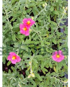 Helianthemum 'Ben Hope' P9 / 24 per kist