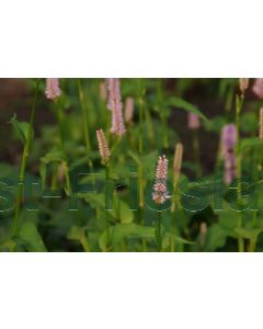 Persicaria bistorta P9 / 24 per kist