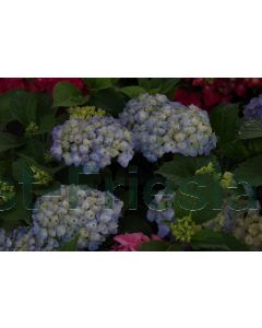 Hydrangea m. 'F.E.  Blue'® C5