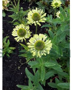 Echinacea purp. 'Green Jewel' P9 / 24 per kist