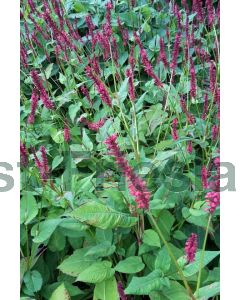 Persicaria ampl. 'Blackfield' P9 / 24 per kist