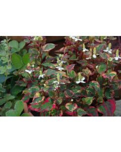 Houttuynia cordata 'Chameleon' P9 / 24 per kist