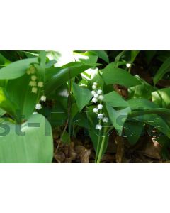 Convallaria majalis P9 / 24 per kist