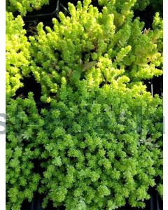 Sedum acre 'Yellow Queen' P9 / 24 per kist