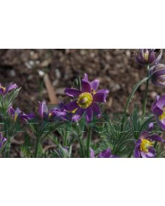 Pulsatilla vulgaris P9 / 24 per kist