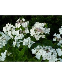 Hydrangea m. 'Libelle' C2