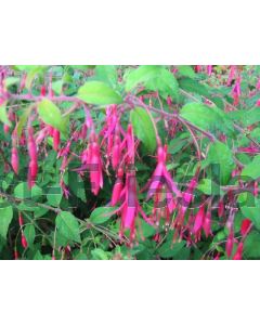 Fuchsia magellanica 'Gracilis' P9 / 24 per kist