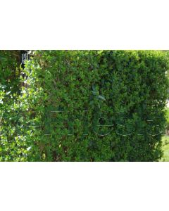 Ligustrum vulg. 'Liga' b120 cm x h155 cm haagelement