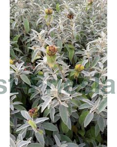 Phlomis russeliana P9 / 24 per kist