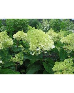 Hydrangea pan. 'Silver Dollar' C3