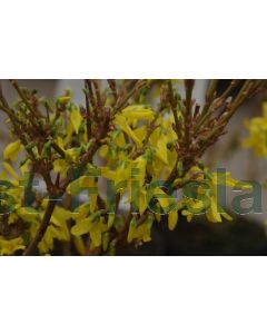 Forsythia int. 'Lynwood' 40-60 cm kw 1-2 tak, bos á 25 stuks