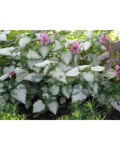 Lamium mac. 'Beacon Silver' P9 / 24 per kist