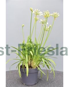 Agapanthus a. 'Albus' C2