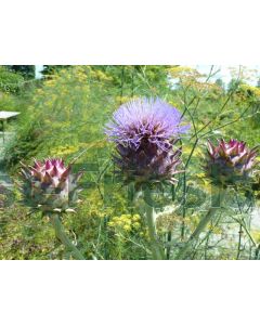 Cynara scolymus P9 / 24 per kist