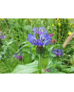 Centaurea montana P9 / 24 per kist