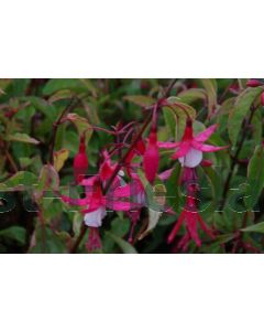 Fuchsia 'Madame Cornelissen' P9 / 24 per kist