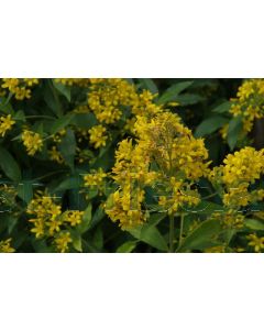 Lysimachia vulgaris P9 / 24 per kist