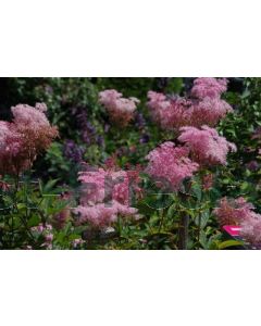 Filipendula rubra 'Venusta' P9 / 24 per kist