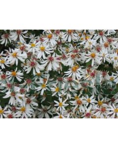 Aster divaricatus P9 / 24 per kist