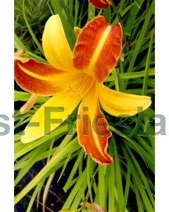 Hemerocallis 'Frans Hals' P9 / 24 per kist