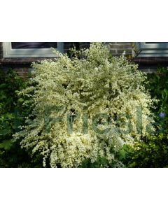 Cytisus praecox 'Albus' C2