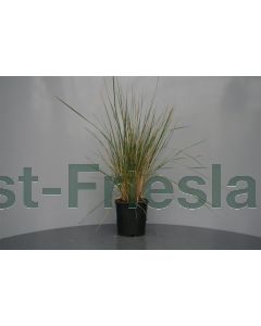 Stipa gigantea C2