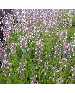 Salvia off. 'Berggarten' P9 / 24 per kist