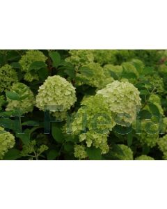 Hydrangea pan. 'Little Lime'® C3