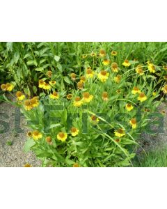 Helenium bigel. 'The Bishop' P9 / 24 per kist