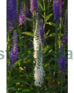 Veronica spicata 'Alba' P9 / 24 per kist