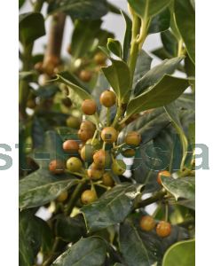 Ilex aq.'Nelllie R Stevens' 125-150 cm C20