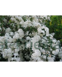 Spiraea vanhouttei C3