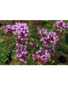 Origanum 'Rosenkuppel' P9 / 24 per kist