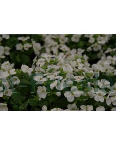 Arabis caucasica 'Snowcap' P9 / 24 per kist