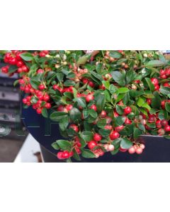 Gaultheria procumbens P9