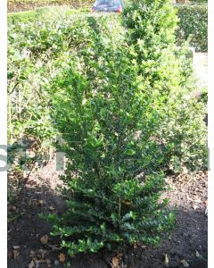 Ilex cren. 'Green Hedge' 100-125 cm C50 bonsai