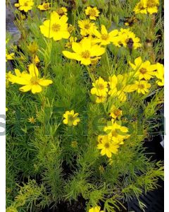 Coreopsis vert. 'Zagreb' P9 / 24 per kist