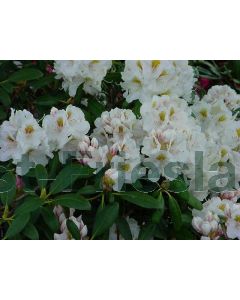 Rhododendron (Y) 'Porzellan' C5