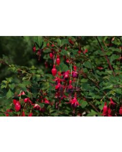 Fuchsia 'Mrs Popple' P9 / 24 per kist