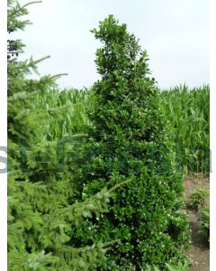 Ilex mes.'Heckenpracht'® kluit b100 cm x h120 cm haagelement