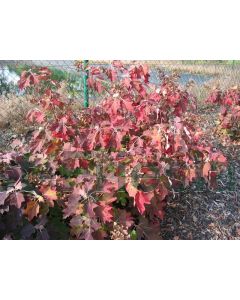 Hydrangea querc.'Black Porch' C3