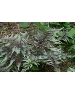 Athyrium niponicum 'Pictum' P9 / 24 per kist