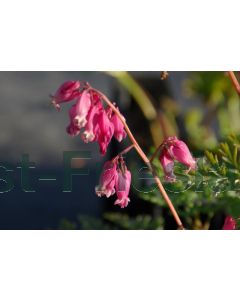 Dicentra formosa 'Luxuriant' P9 / 24 per kist