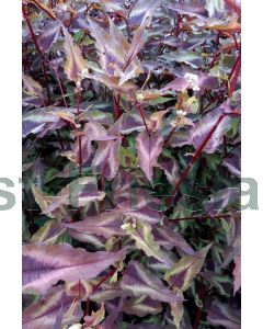 Persicaria m. 'Red Dragon' P9 / 24 per kist