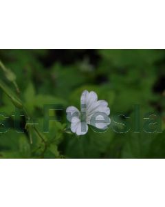 Geranium nod. 'Silverwood' P9 / 24 per kist