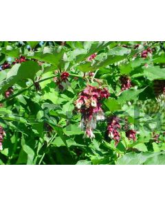 Leycesteria formosa 30-40 cm C3