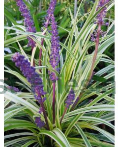 Liriope musc. 'Variegata' P9 / 24 per kist